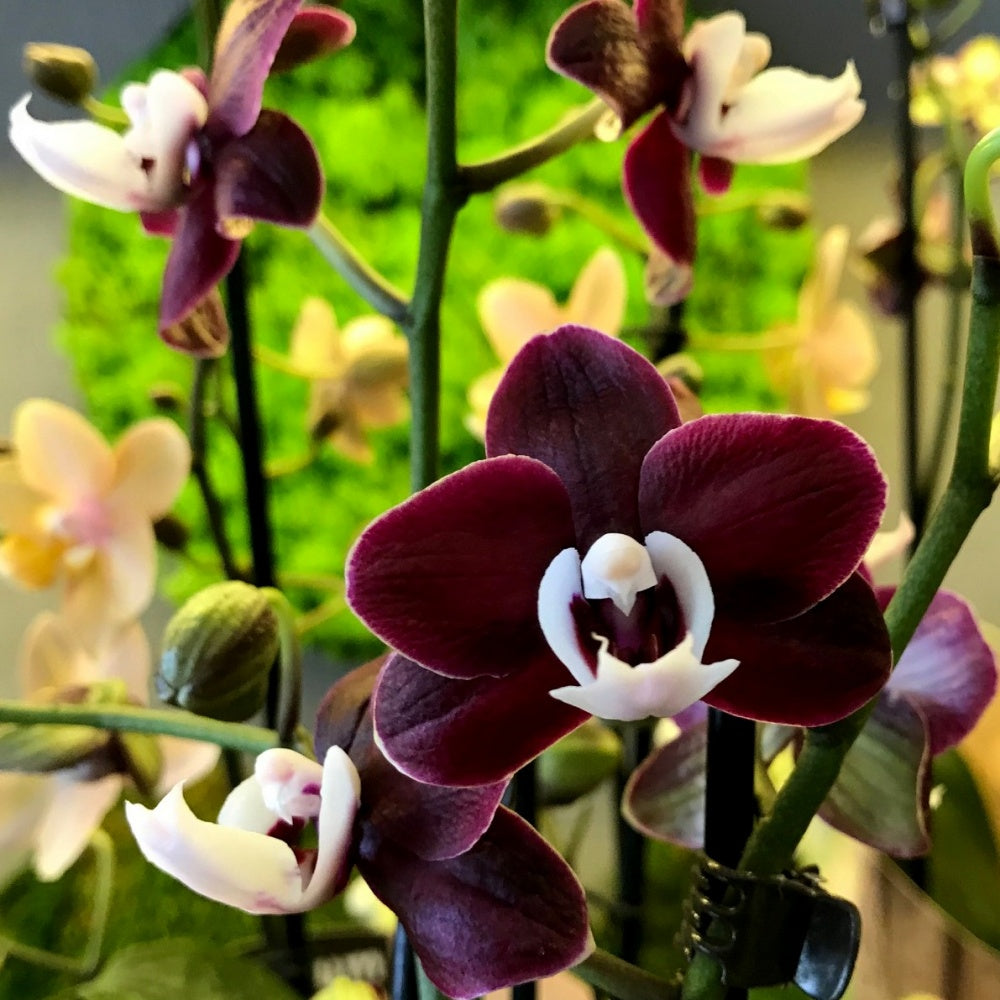 Phalaenopsis (Phalaenopsis scientific name) for planting in garden